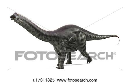 Apatosaurus dinosaur, artwork View Large Illustration Stock Illustration - Apatosaurus dinosaur, artwork. Fotosearch