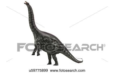 Apatosaurus dinosaur, artwork View Large Illustration Stock Illustration - Apatosaurus dinosaur, artwork. Fotosearch