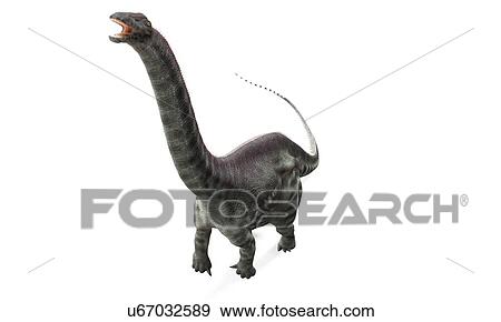Apatosaurus dinosaur, artwork View Large Illustration Stock Illustration - Apatosaurus dinosaur, artwork. Fotosearch