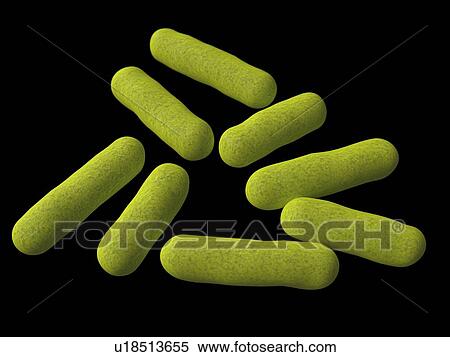 Bacillus bacteria, artwork View Large Illustration Stock Illustration - Bacillus bacteria, artwork. Fotosearch