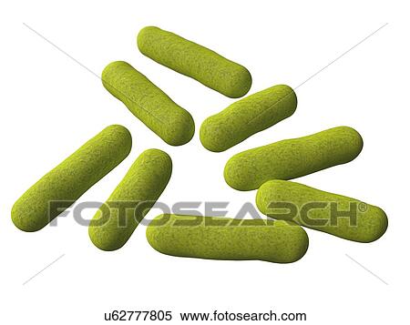 Stock Illustration - Bacillus bacteria, artwork. Fotosearch