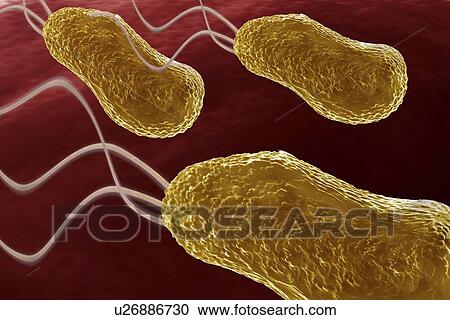 Bacteria, artwork View Large Illustration Clipart - Bacteria, artwork. Fotosearch