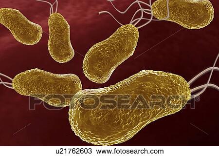 Drawing - Bacteria, artwork. Fotosearch
