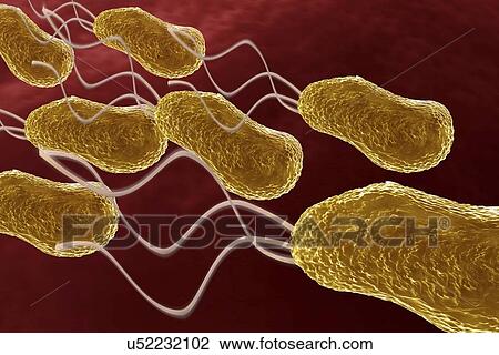 Drawing - Bacteria, artwork. Fotosearch