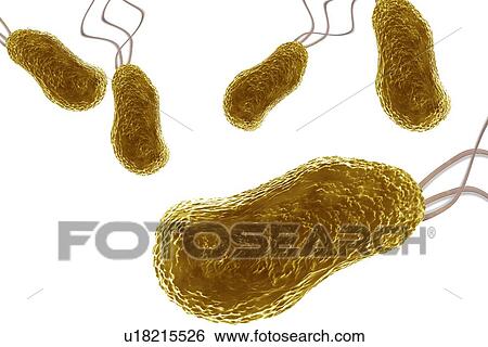 Bacteria, artwork View Large Illustration Stock Illustration - Bacteria, artwork. Fotosearch