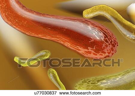 Stock Illustration - Bacteria, artwork. Fotosearch