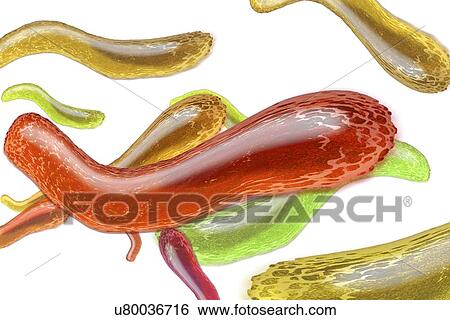 Bacteria, artwork View Large Illustration Stock Illustration - Bacteria, artwork. Fotosearch
