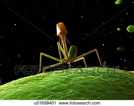 Bacteriophage, artwork View Large Illustration Clip Art - Bacteriophage, artwork. Fotosearch