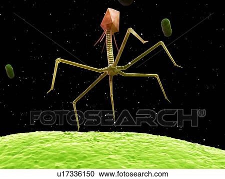 Bacteriophage, artwork View Large Illustration Clipart - Bacteriophage, artwork. Fotosearch