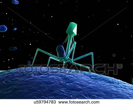 Bacteriophage, artwork View Large Illustration Drawing - Bacteriophage, artwork. Fotosearch