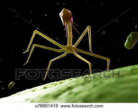 Stock Illustration - Bacteriophage, artwork. Fotosearch
