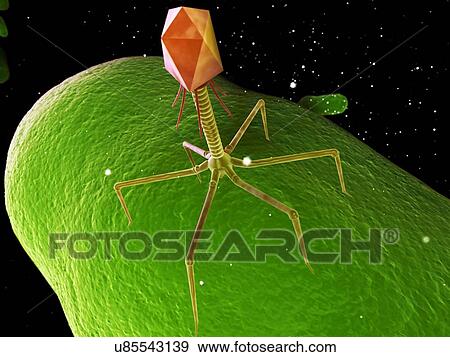 Stock Illustration - Bacteriophage, artwork. Fotosearch