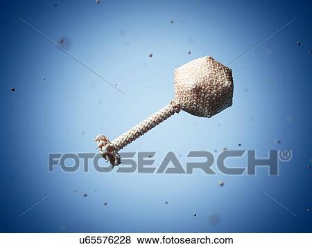 Bacteriophage phiKZ particle, artwork View Large Illustration Stock Illustration - Bacteriophage phiKZ particle, artwork. Fotosearch