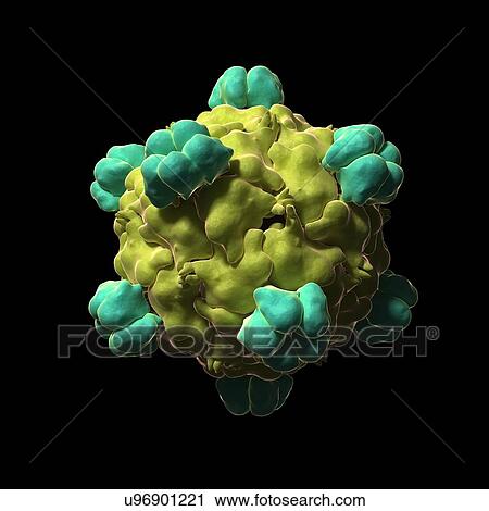 Clip Art - Bacteriophage X-174 particle, artwork. Fotosearch