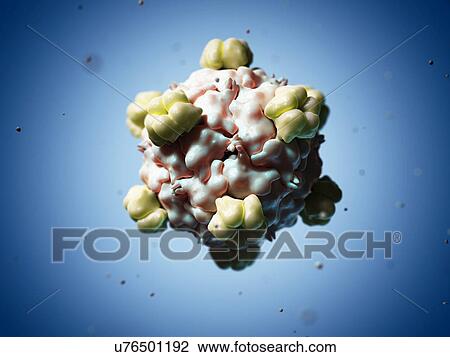 Bacteriophage X-174 particle, artwork View Large Illustration Drawing - Bacteriophage X-174 particle, artwork. Fotosearch