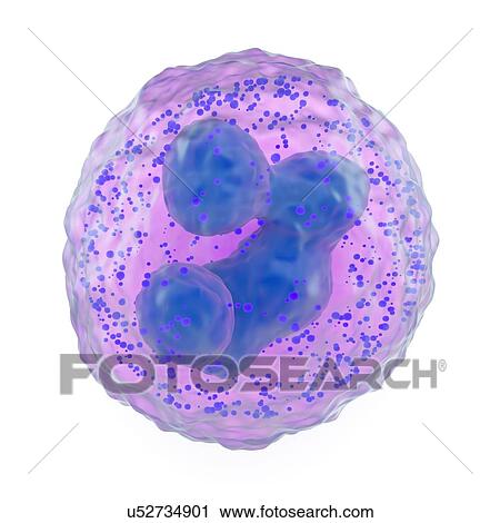 Basophil white blood cell, artwork View Large Illustration Clip Art - Basophil white blood cell, artwork. Fotosearch