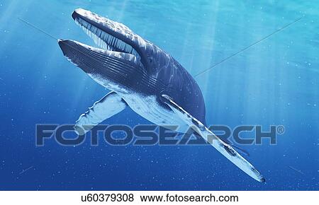 Blue whale, artwork View Large Illustration Stock Illustration - Blue whale, artwork. Fotosearch