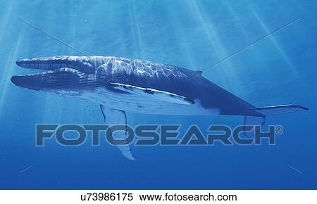 Blue whale, artwork View Large Illustration Stock Illustration - Blue whale, artwork. Fotosearch