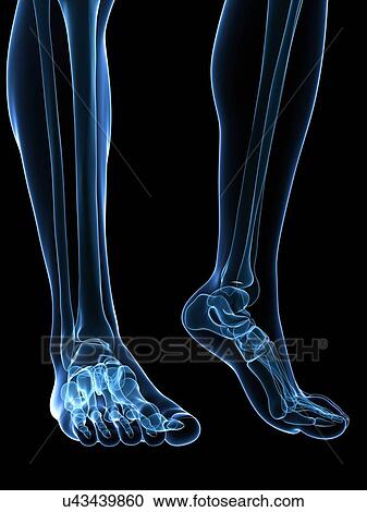 Bone of the feet, artwork View Large Illustration Clipart - Bone of the feet, artwork. Fotosearch