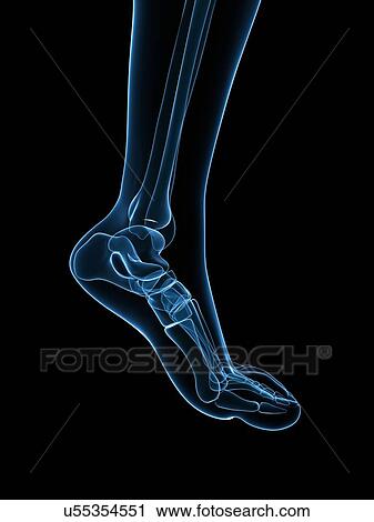 Clip Art - Bone of the foot, artwork. Fotosearch