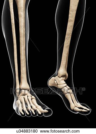 Bones of the feet, artwork View Large Illustration Clipart - Bones of the feet, artwork. Fotosearch