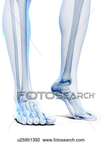 Bones of the feet, artwork View Large Illustration Drawing - Bones of the feet, artwork. Fotosearch