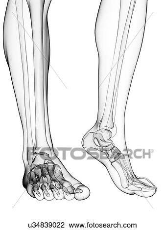 Drawing - Bones of the feet, artwork. Fotosearch