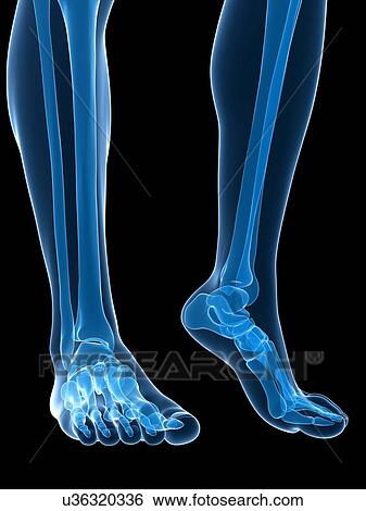 Stock Illustration - Bones of the feet, artwork. Fotosearch
