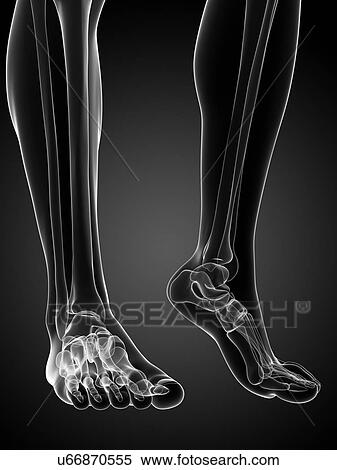 Bones of the feet, artwork View Large Illustration Stock Illustration - Bones of the feet, artwork. Fotosearch