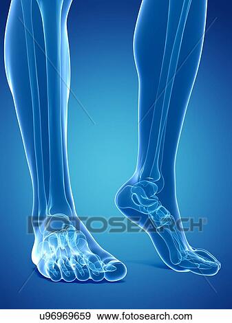 Stock Illustration - Bones of the feet, artwork. Fotosearch