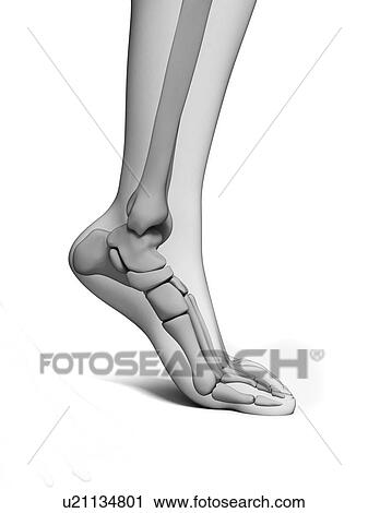 Bones of the foot, artwork View Large Illustration Clip Art - Bones of the foot, artwork. Fotosearch