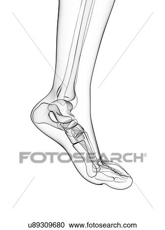 Bones of the foot, artwork View Large Illustration Clipart - Bones of the foot, artwork. Fotosearch