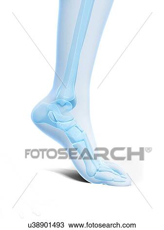 Bones of the foot, artwork View Large Illustration Drawing - Bones of the foot, artwork. Fotosearch