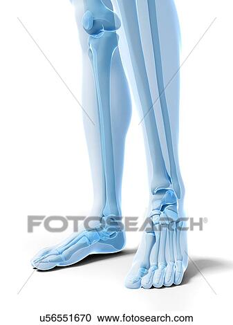 Clipart - Bones of the lower legs and feet, artwork. Fotosearch