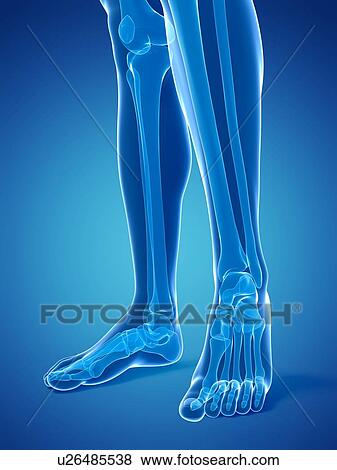 Stock Illustration - Bones of the lower legs and feet, artwork. Fotosearch
