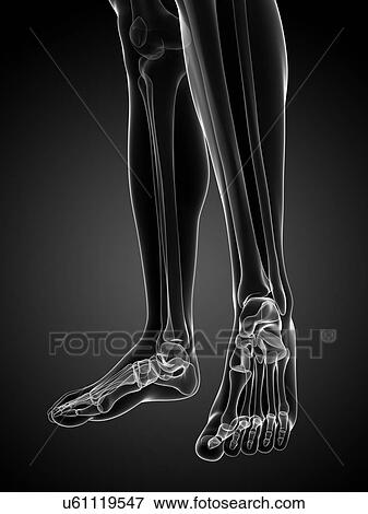 Bones of the lower legs and feet, artwork View Large Illustration Stock Illustration - Bones of the lower legs and feet, artwork. Fotosearch
