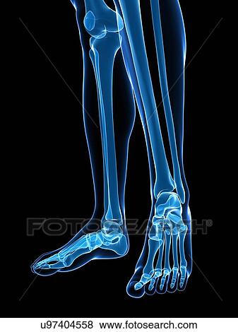 Bones of the lower legs and feet, artwork View Large Illustration Stock Illustration - Bones of the lower legs and feet, artwork. Fotosearch