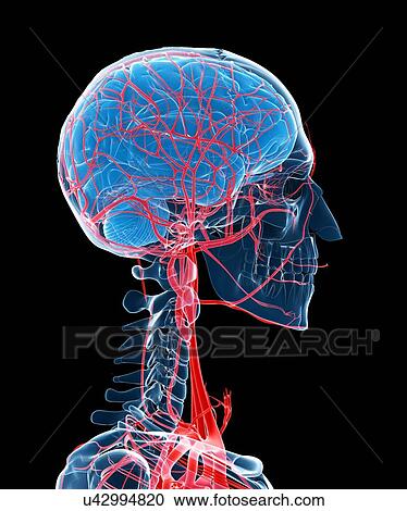 Clipart - Brain and arteries, artwork. Fotosearch