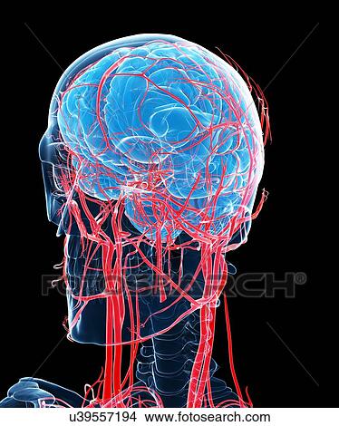Brain and arteries, artwork View Large Illustration Stock Illustration - Brain and arteries, artwork. Fotosearch