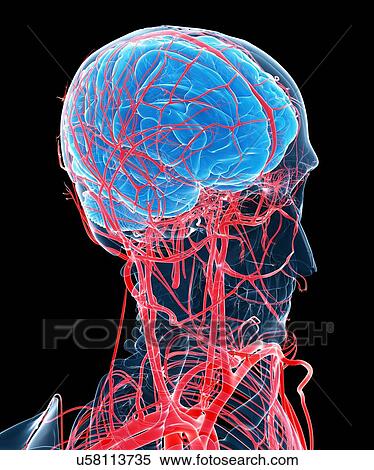 Brain and arteries, artwork View Large Illustration Stock Illustration - Brain and arteries, artwork. Fotosearch