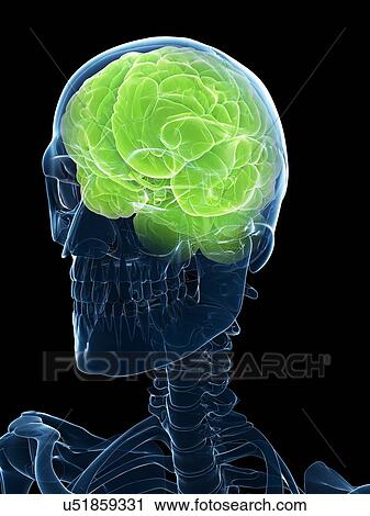 Clip Art - Brain, artwork. Fotosearch