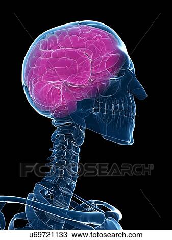 Drawing - Brain, artwork. Fotosearch