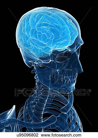 Drawing - Brain, artwork. Fotosearch