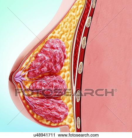 Breast anatomy, artwork View Large Illustration Clip Art - Breast anatomy, artwork. Fotosearch