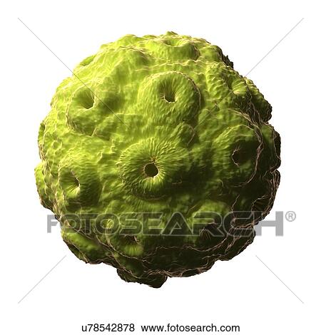 Stock Illustration - Brome virus, artwork. Fotosearch