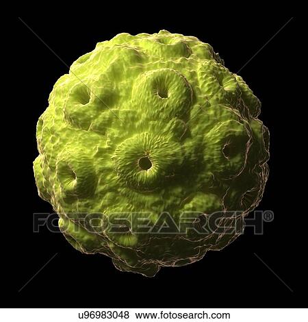 Stock Illustration - Brome virus, artwork. Fotosearch