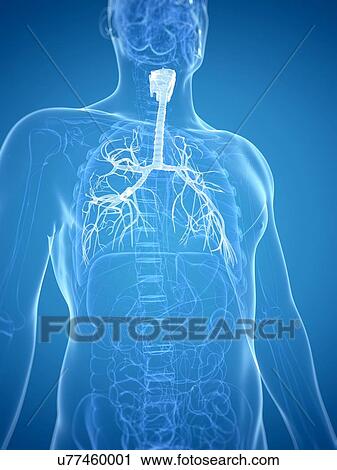 Bronchi, artwork View Large Illustration Clip Art - Bronchi, artwork. Fotosearch