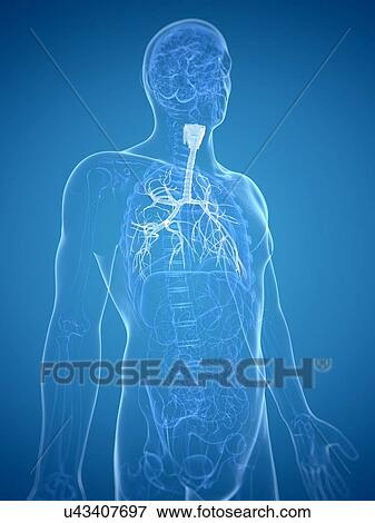 Stock Illustration - Bronchi, artwork. Fotosearch