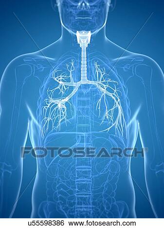 Stock Illustration - Bronchi, artwork. Fotosearch