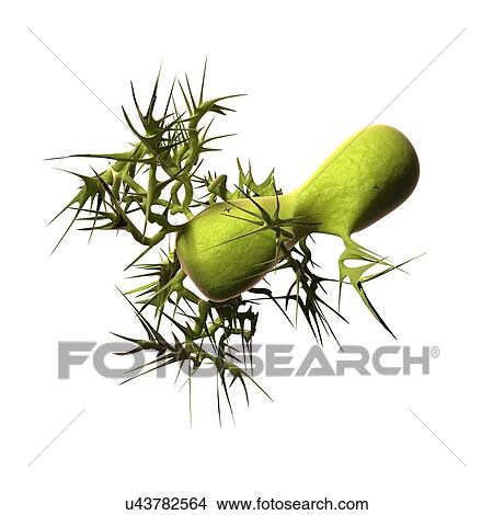 BSE prion, artwork View Large Illustration Stock Illustration - BSE prion, artwork. Fotosearch